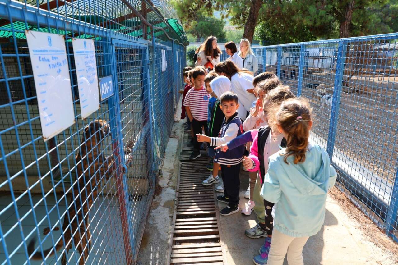 Bodrum Belediyesi’nden Sokak Hayvanlarına Şefkat Eli 2